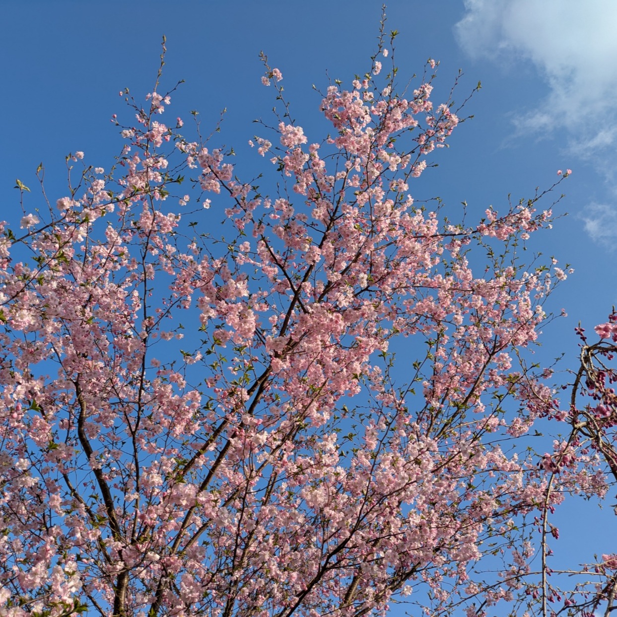 Our cherry trees are in full bloom.